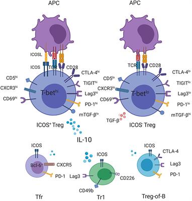 ICOS+ Tregs: A Functional Subset of Tregs in Immune Diseases